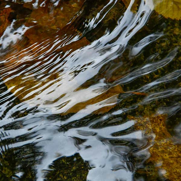Les alentours du gîte / de la maison en location à Charolles : un cadre naturel apaisant.
