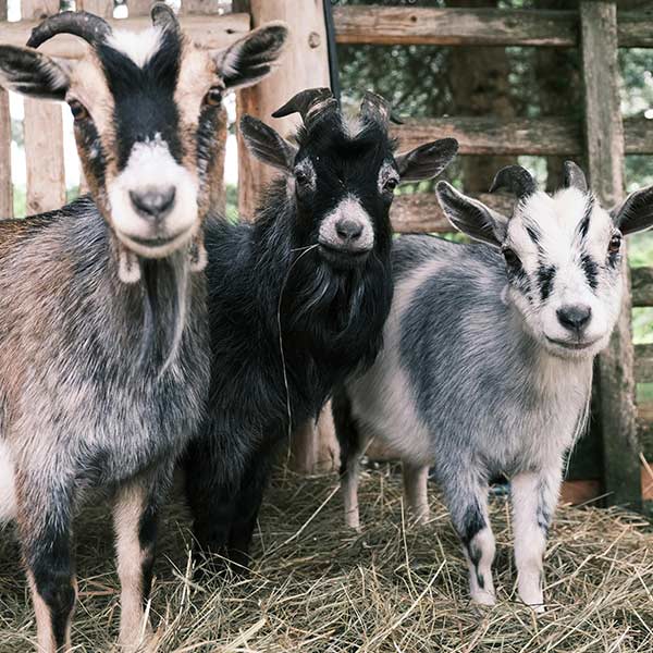 Les alentours du gîte / de la maison en location à Charolles : saveurs locales et patrimoine vivant.